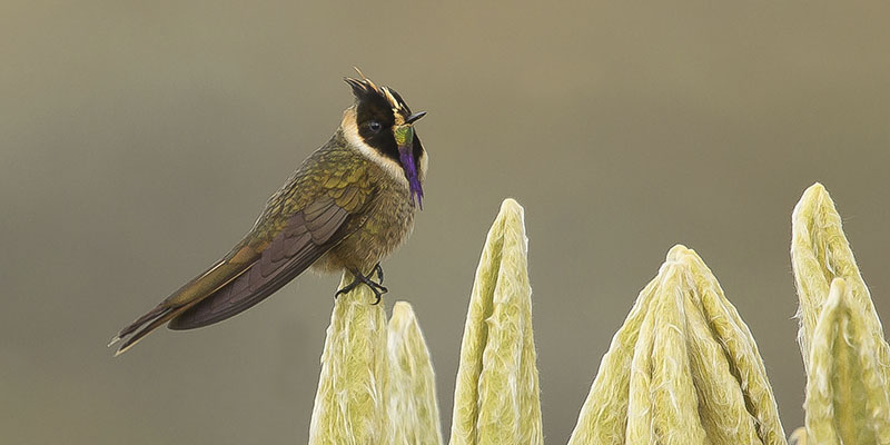 Andes Birding Tour